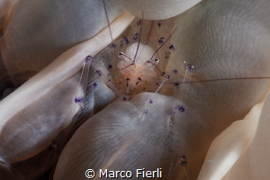 Bubble Coral Shrimp facing the lens by Marco Fierli 